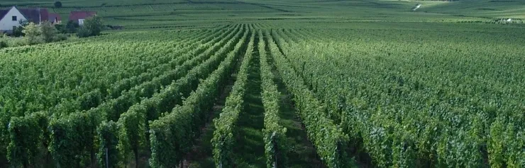 Vast vineyard with rows of lush grapevines.
